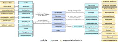The contribution of the gut-liver axis to the immune signaling pathway of NAFLD